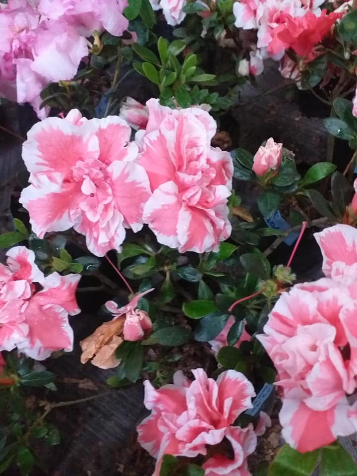 Azalea California Doll Variegated