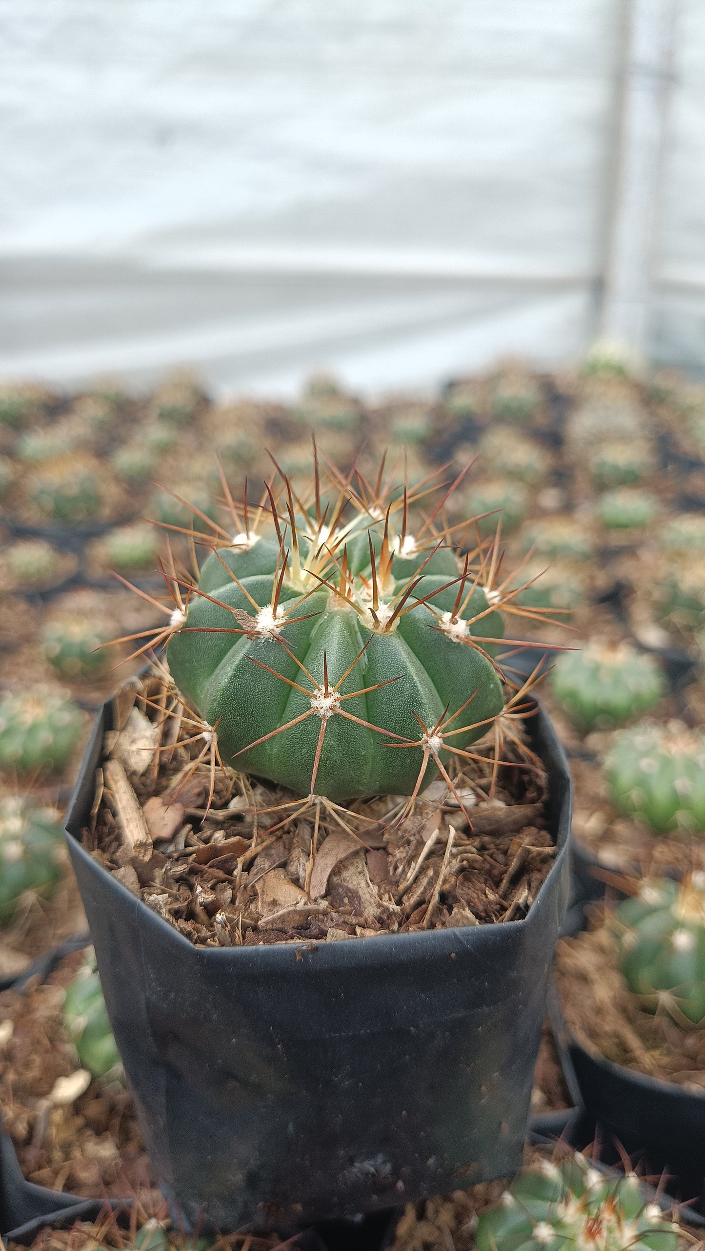 Melocactus Live Plant (63–89mm Diameter) — Well Rooted & Mature