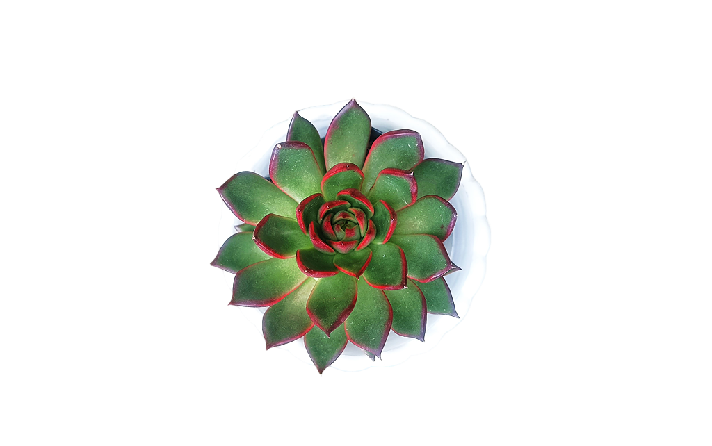 Echeveria Rubra Succulent Plant