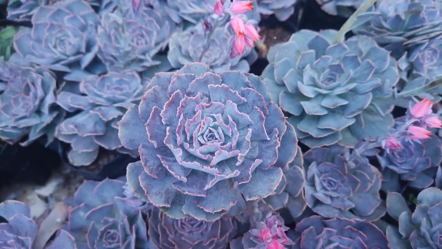 Echeveria Shaviana (Blue Heron): Elevate Your Space with Nature's Beauty - Available at Frek
