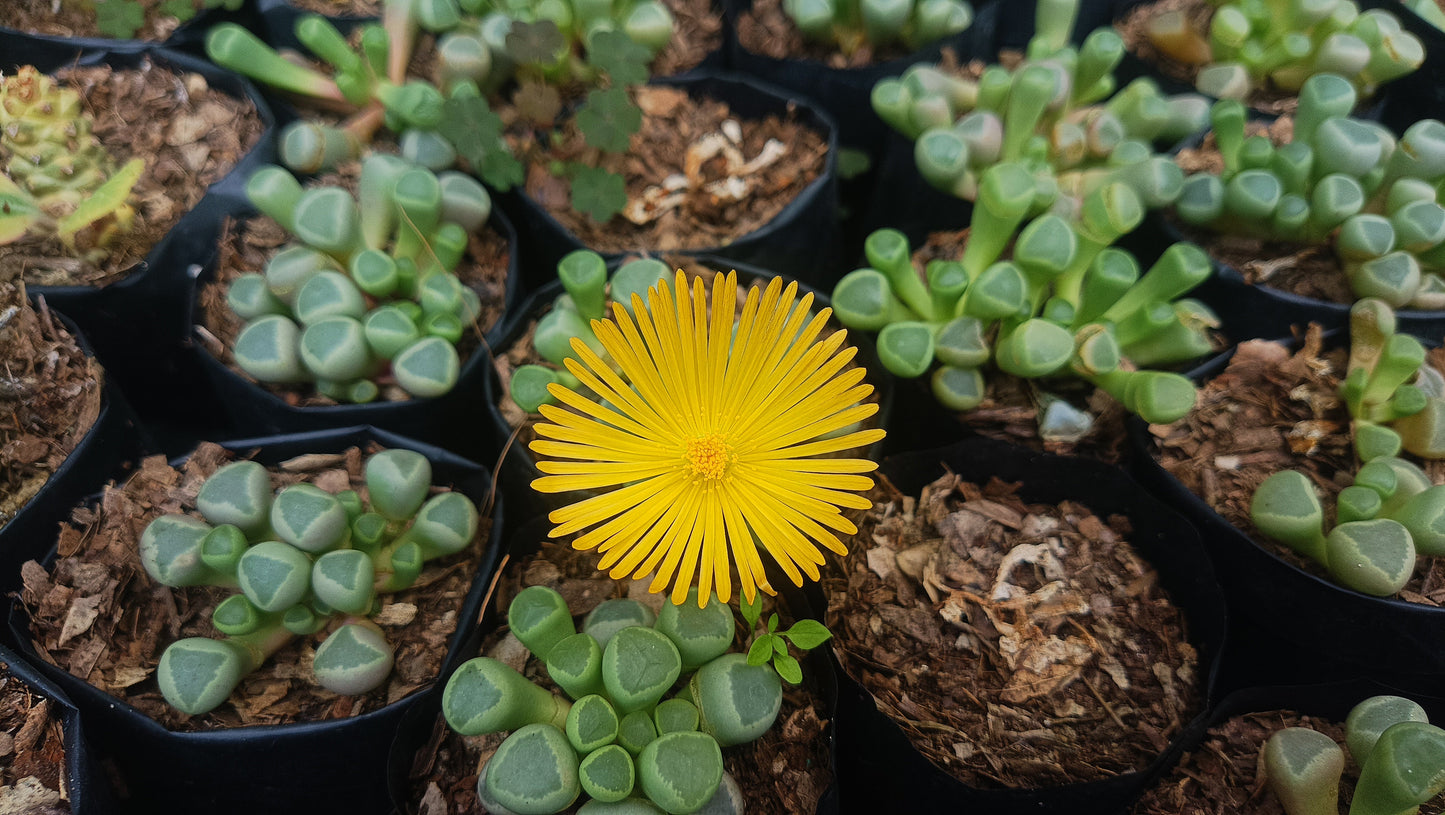 Fenestraria Rhopalophylla (Baby Toes) Succulent: Nature's Little Wonders