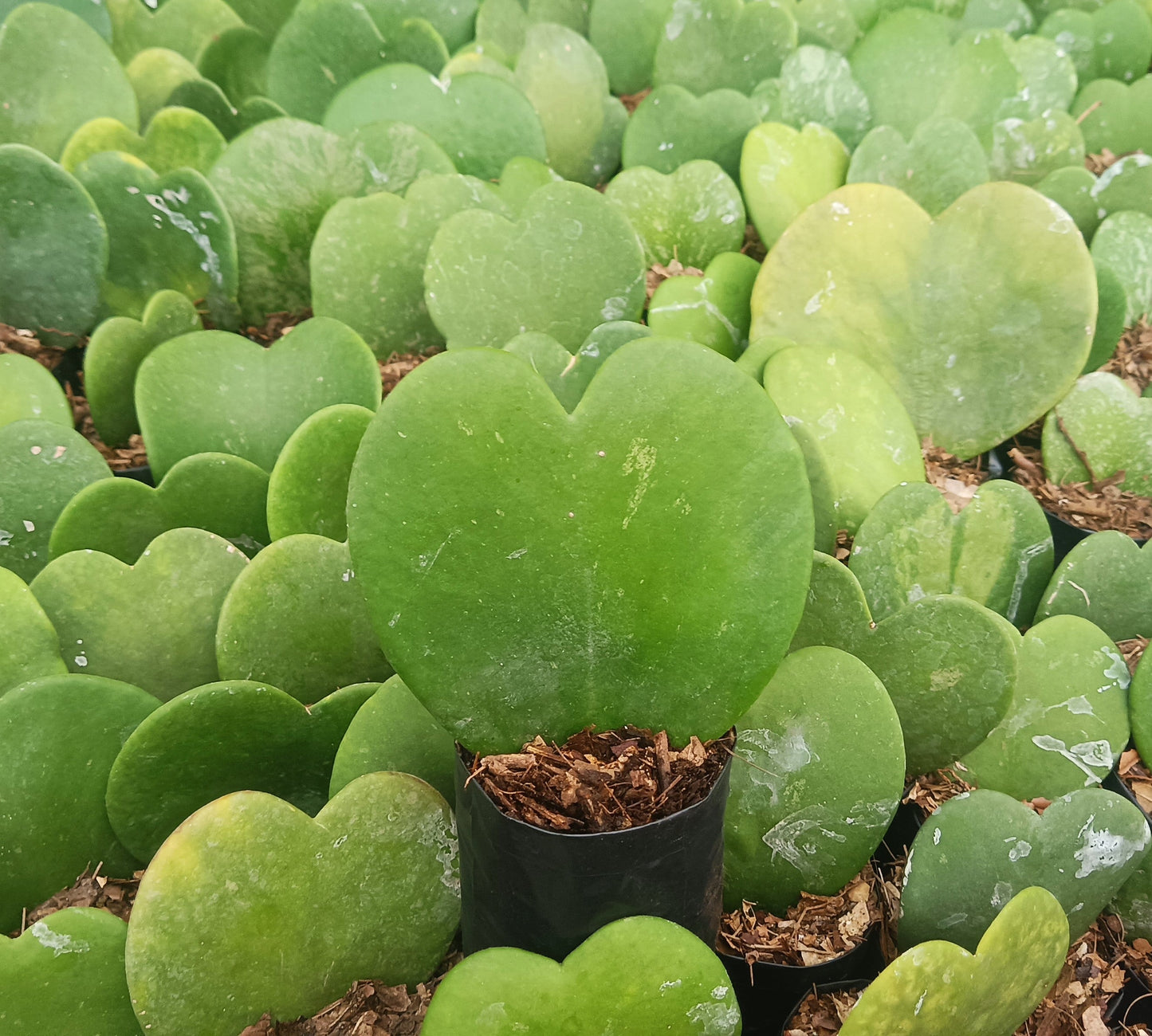 Gift - Hoya Heart Non-Variegated (Single Leaf) – Buy Succulent Online