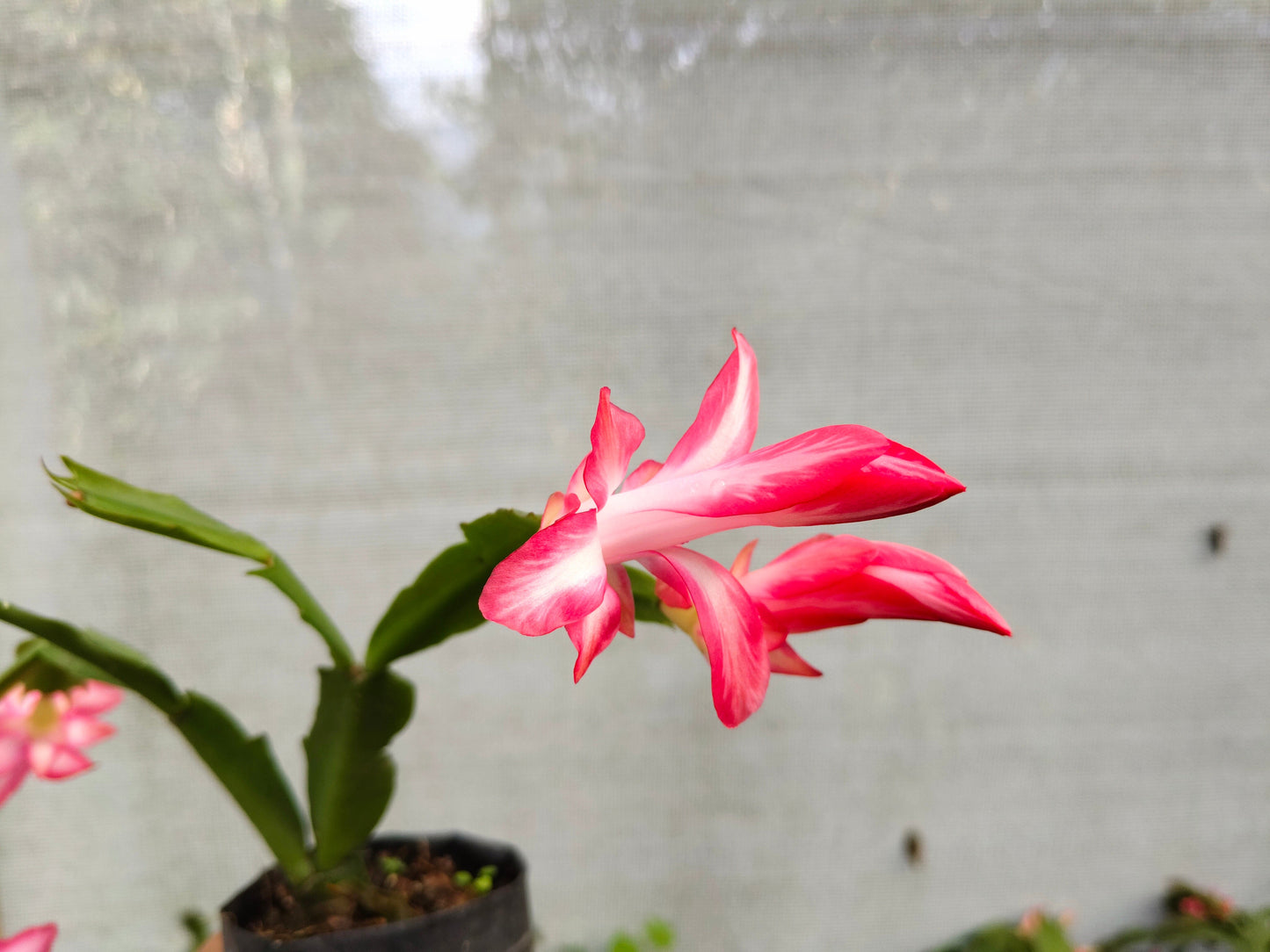Zygo Christmas Cactus Variegated Pink Live Plant — Well Rooted & Mature | Blooming Indoor Plant | Low Maintenance Succulent