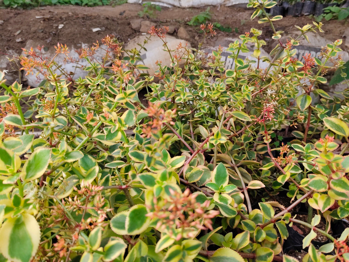 Crassula Sarmentosa Variegated – Trailing Good Luck Succulent