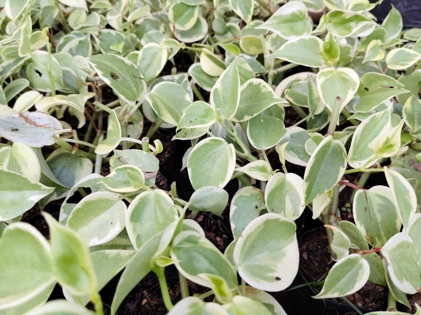 Money Plant (Variegated Pothos) – Air Purifying Indoor Plant | Easy Care Vine | Vastu Plant | Lucky Plant for Home