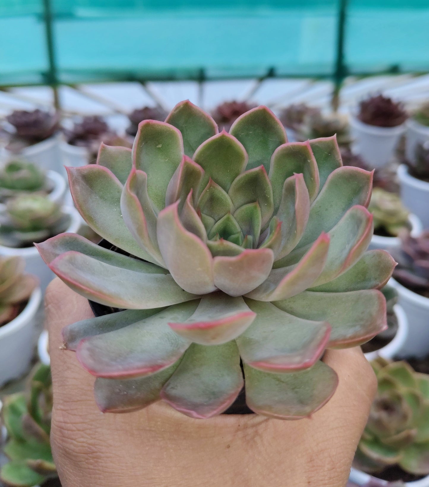 Echeveria 'Pink Harin' Bare-Rooted