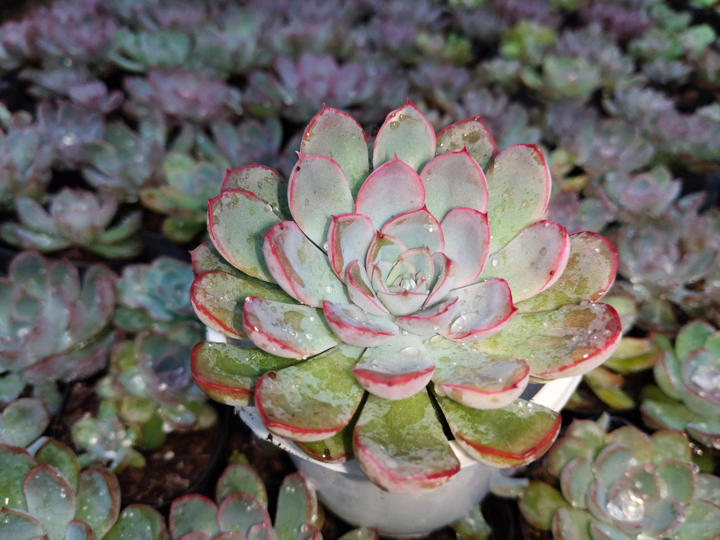"Echeveria Orient: Beautiful Succulent for Home and Office"- Bare-Rooted