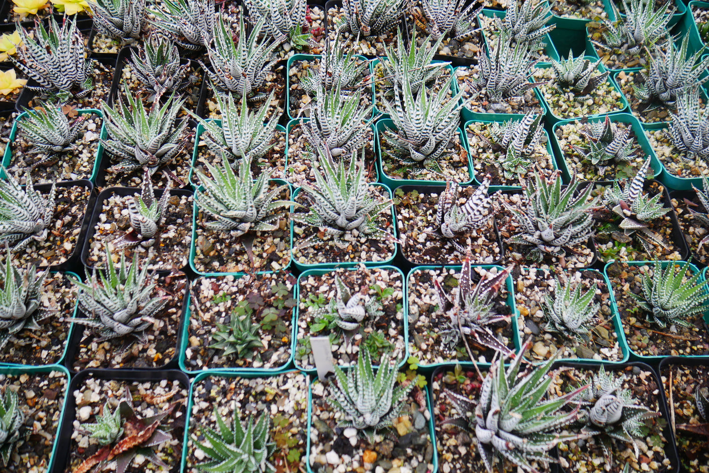Super White Haworthia Attenuata Zebra – Live Mature Succulent | Rare White Striped Rosette | Low-Maintenance Indoor Plant