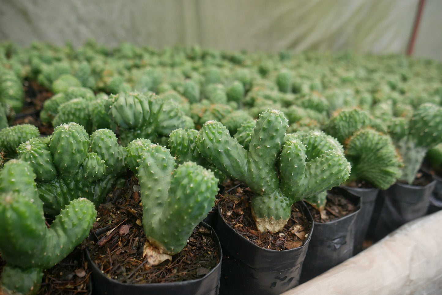 Cereus Forbesii Monstrose (Bare Rooted Live Plant – Well Rooted Mature Plant)