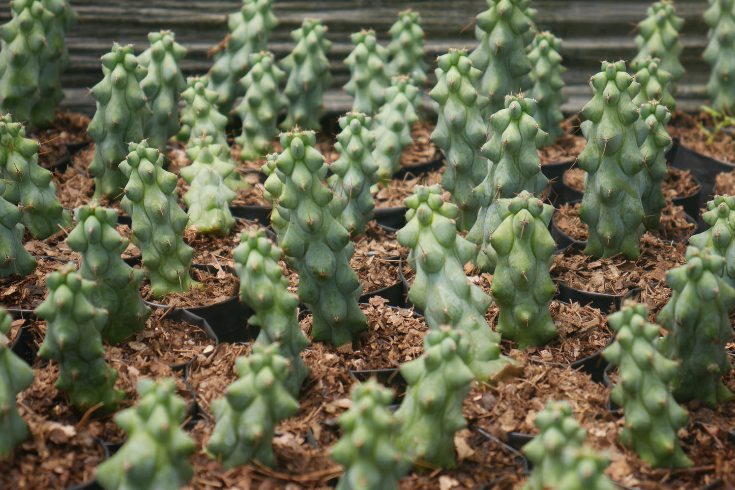 Blue Boob Cactus -(Myrtillocactus Geometrizans)