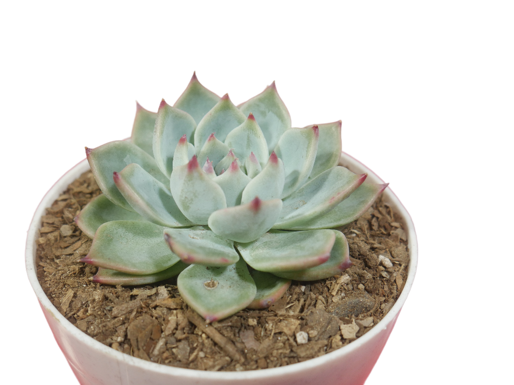 Echeveria Chihuahuaensis (Blue Bird) Succulent - Tranquil Beauty for Any Space