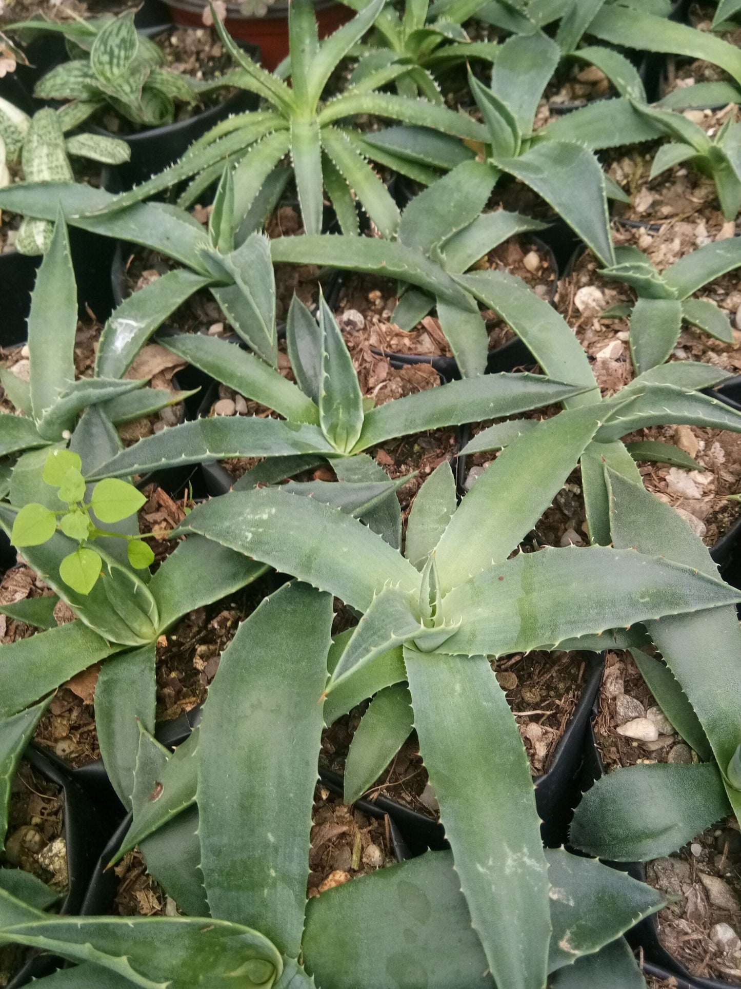 Agave Parryi V Choosi: Shop now at Frek