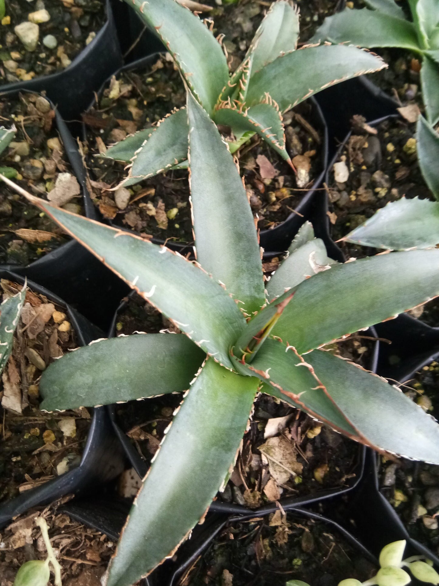 Agave Purpusorum – Live Mature Succulent Plant | Compact Rosette | Low-Maintenance Desert Plant for Home & Garden