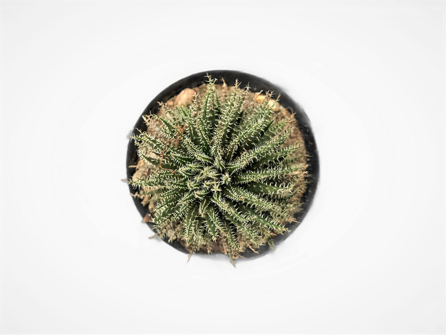 Aloe Haworthioides Succulent – Compact and Unique Plant for Your Space | Buy Now at Frek