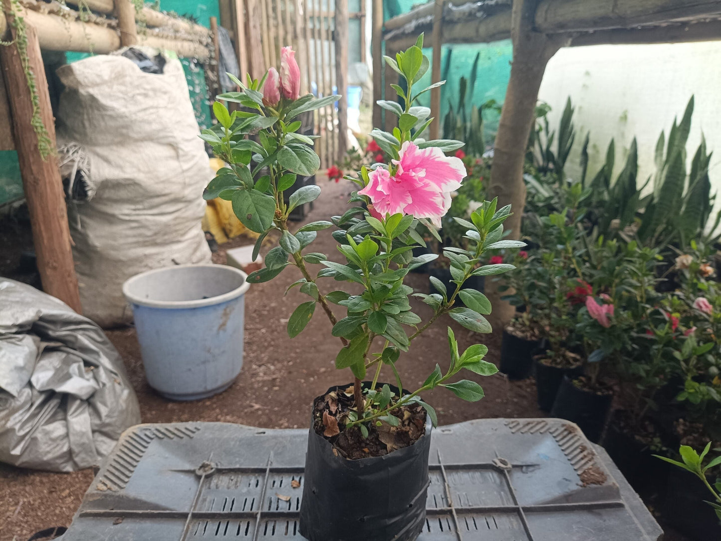 Azalea California Doll Hybrid: All-Season Flowering Beauty – Only ₹142! Limited Time Offer!