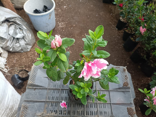 Azalea California Doll Hybrid: All-Season Flowering Beauty – Only ₹142! Limited Time Offer!