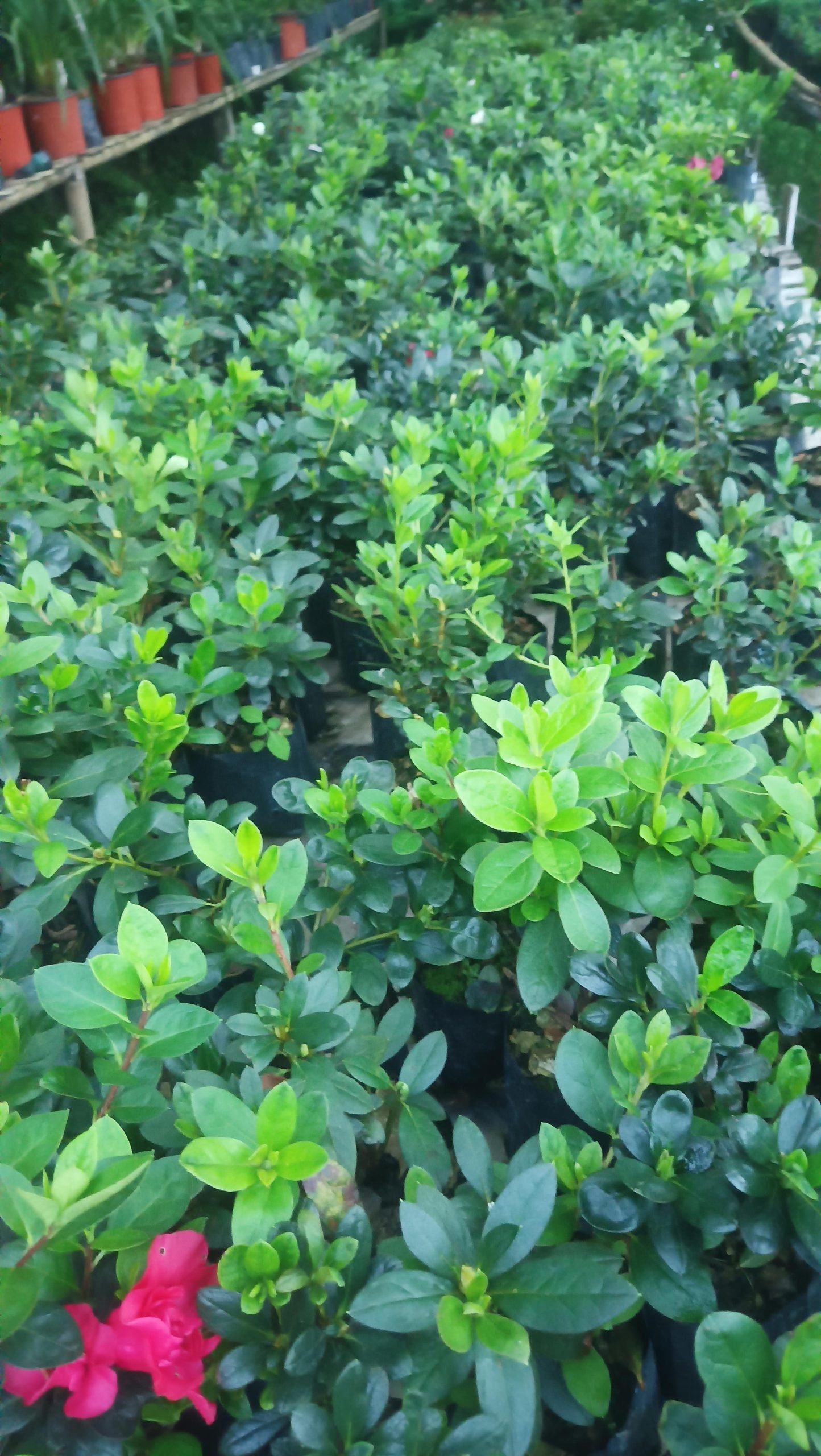 Azalea 'Super Red' – Fiery Red Blooms for Bold Green Corners