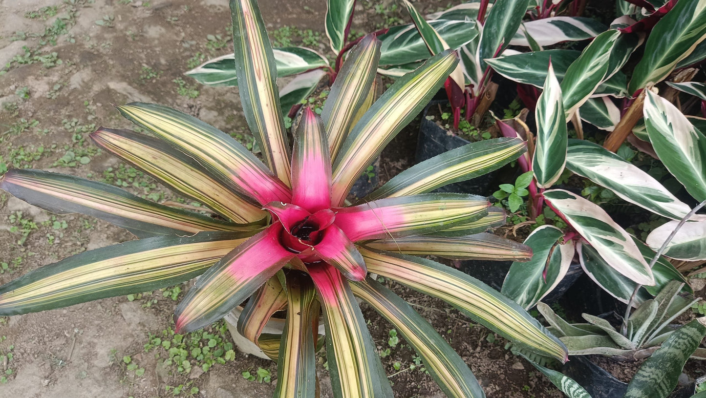 Bromeliads – Vibrant and Easy-Care Houseplants for Homes, Offices, and Gardens