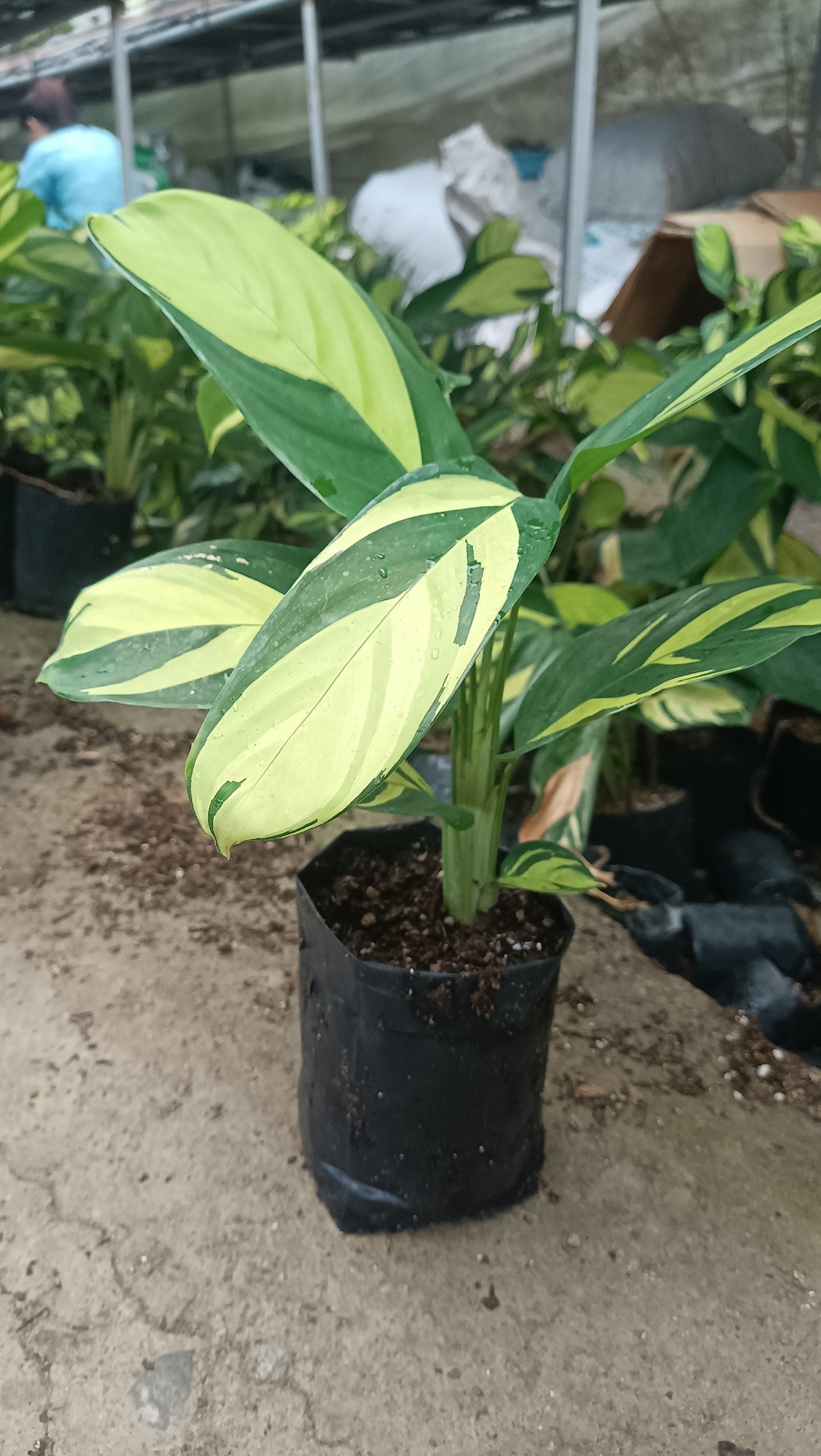 Ctenanthe Lubbersiana (Golden Mosaic Plant) – Never Never Plant – Lush, Vibrant Foliage for Homes and Offices