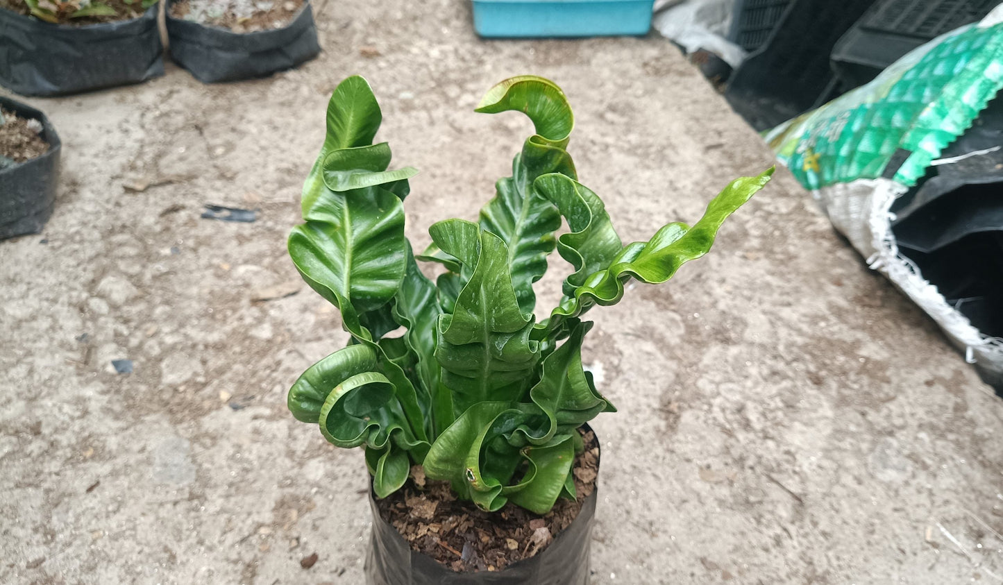 Cobra Fern Plant - Aspidistra Elatior