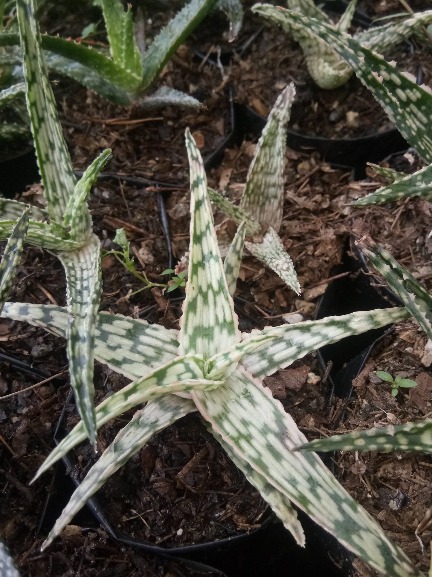 Colorful Hybrid Aloe Succulent - Vibrant Beauty for Every Space