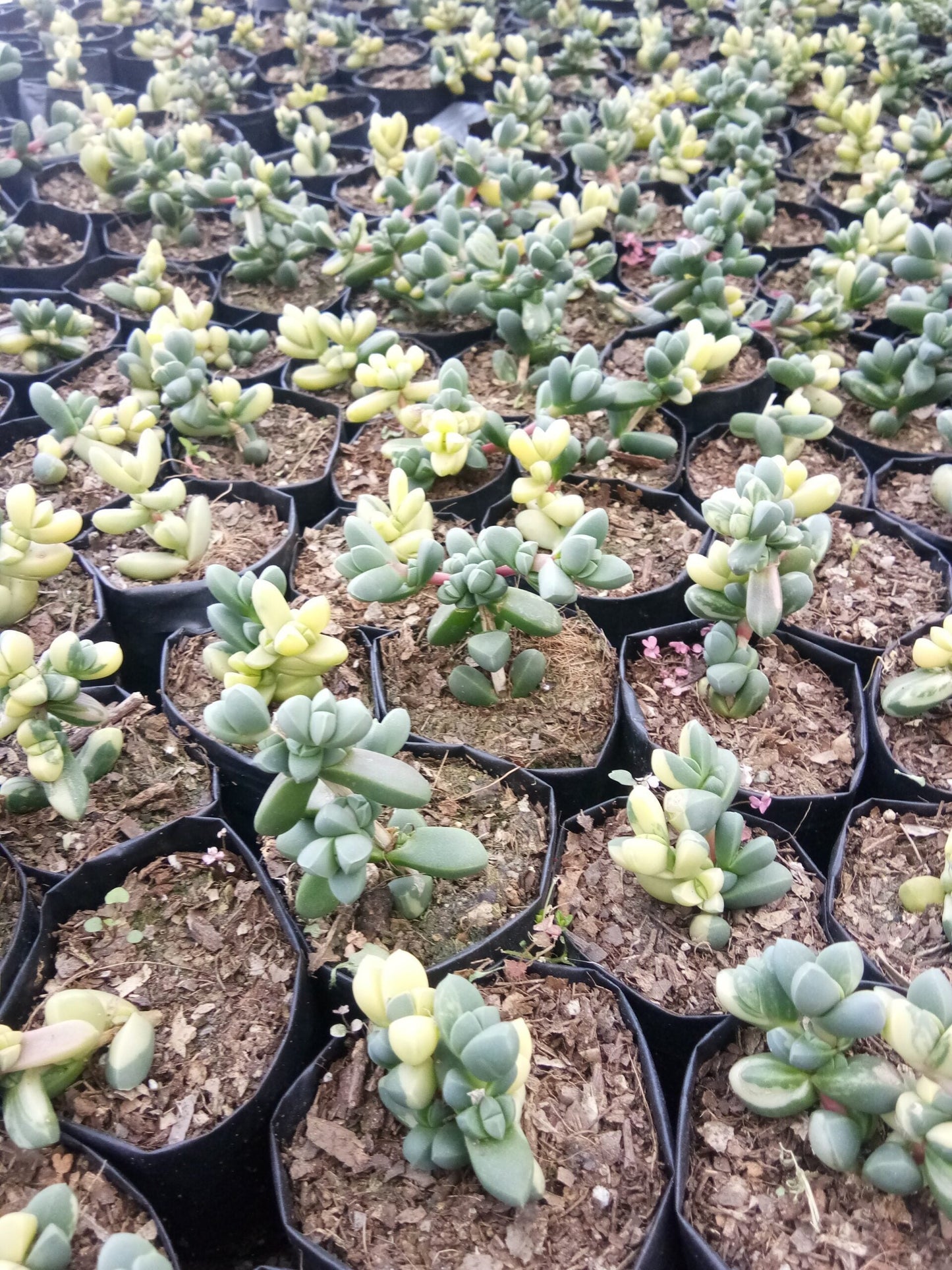 Corpuscularia Lehmannii Variegated (Ice Plant): Available now at Frek