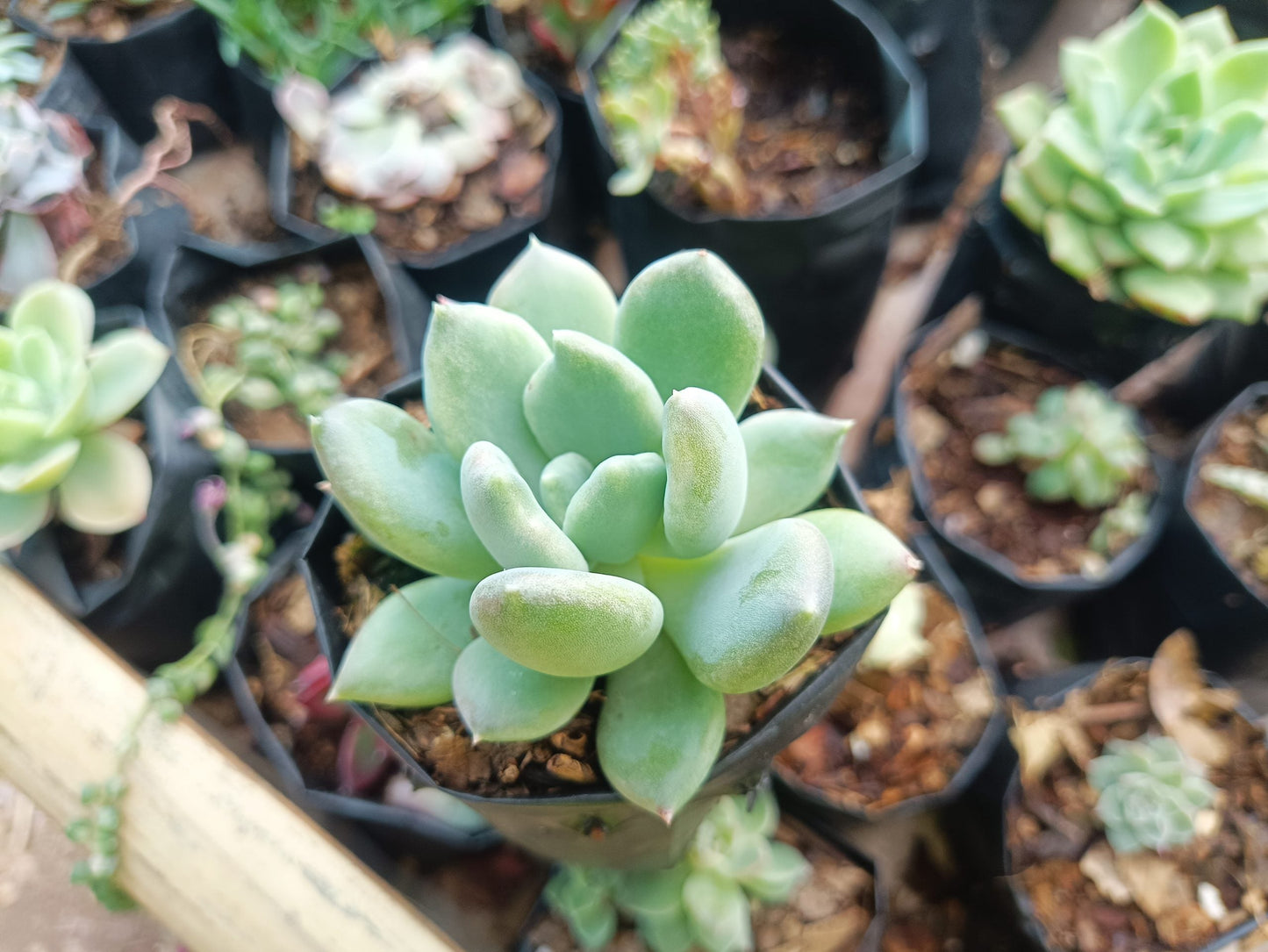 Discover the Beauty of Pachyveria Pachyphytoides "Moonstones" Succulent Plant for Your Home or Office
