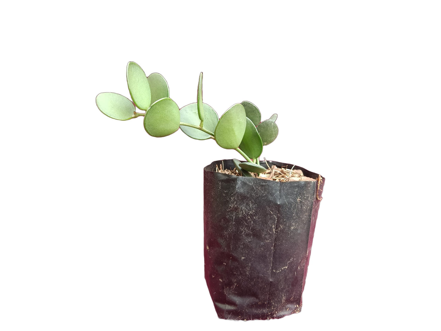 Dollar Plant - Xerosicyos danguyi - Unique and Whimsical Succulent