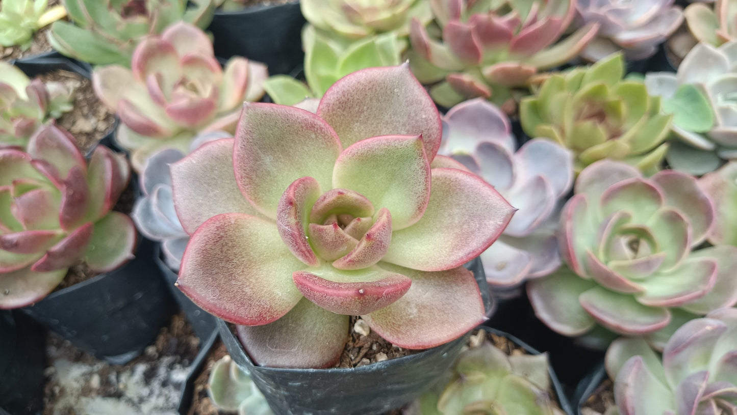 Echeveria Agavoides Blood Maria: Vibrant and Elegant!