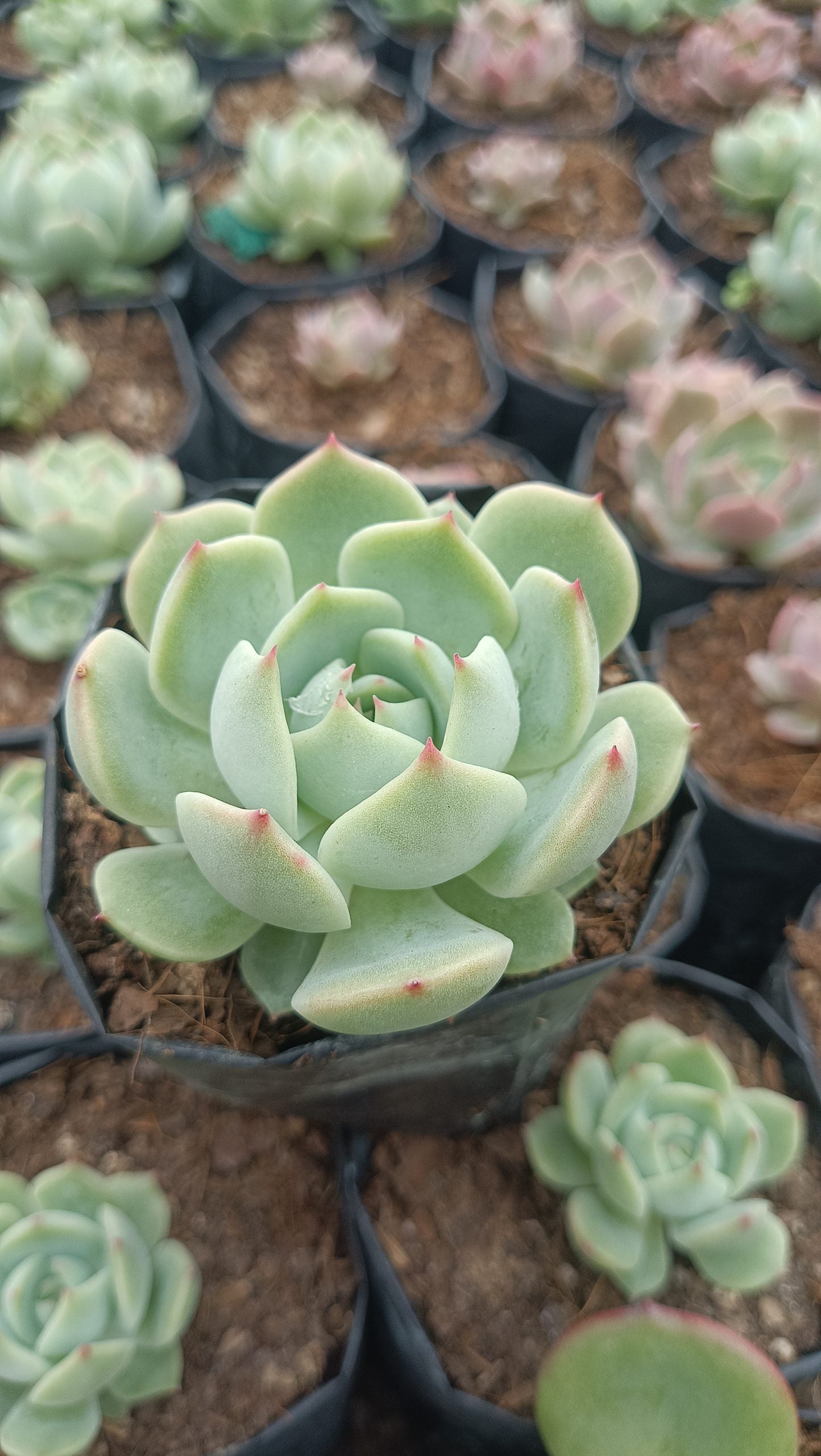 Echeveria Lunas Hybrid – Elegant Succulent for Home & Office Decor