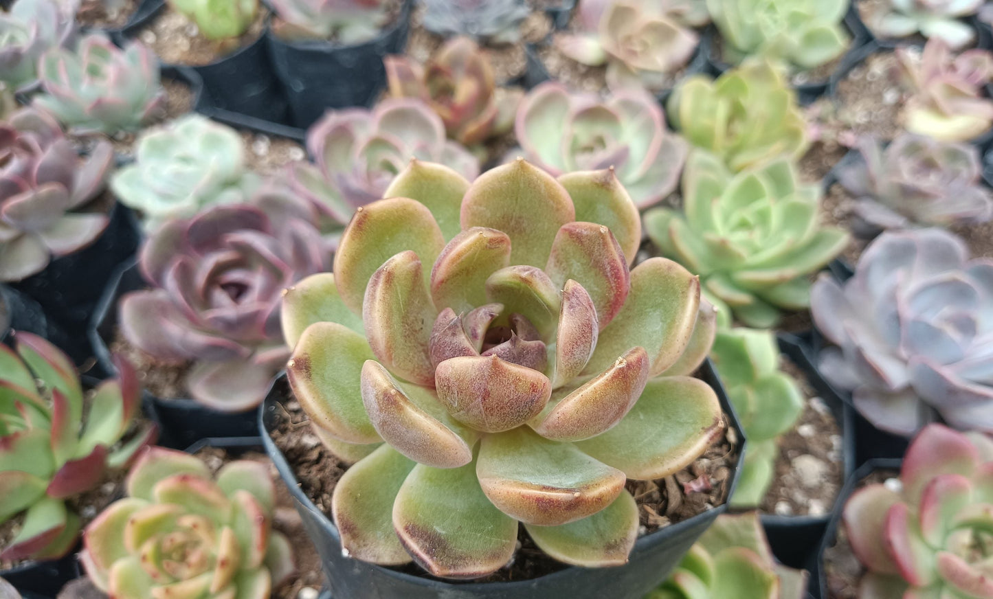 Echeveria Mirine Succulent - Tranquil Beauty for Any Space