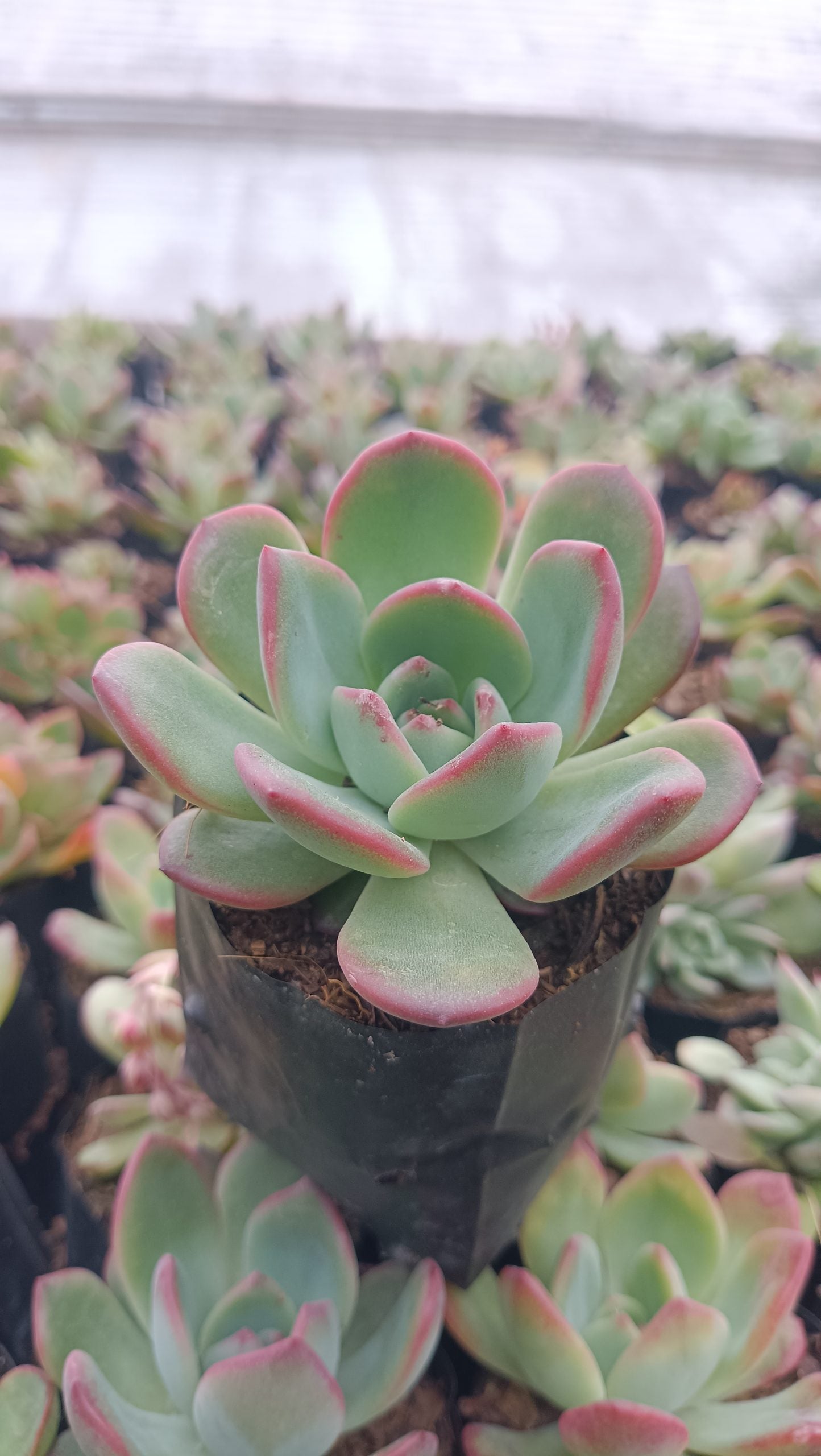 Echeveria Moonglow Hybrid Succulent - Stunning Silvery-Blue Rosettes