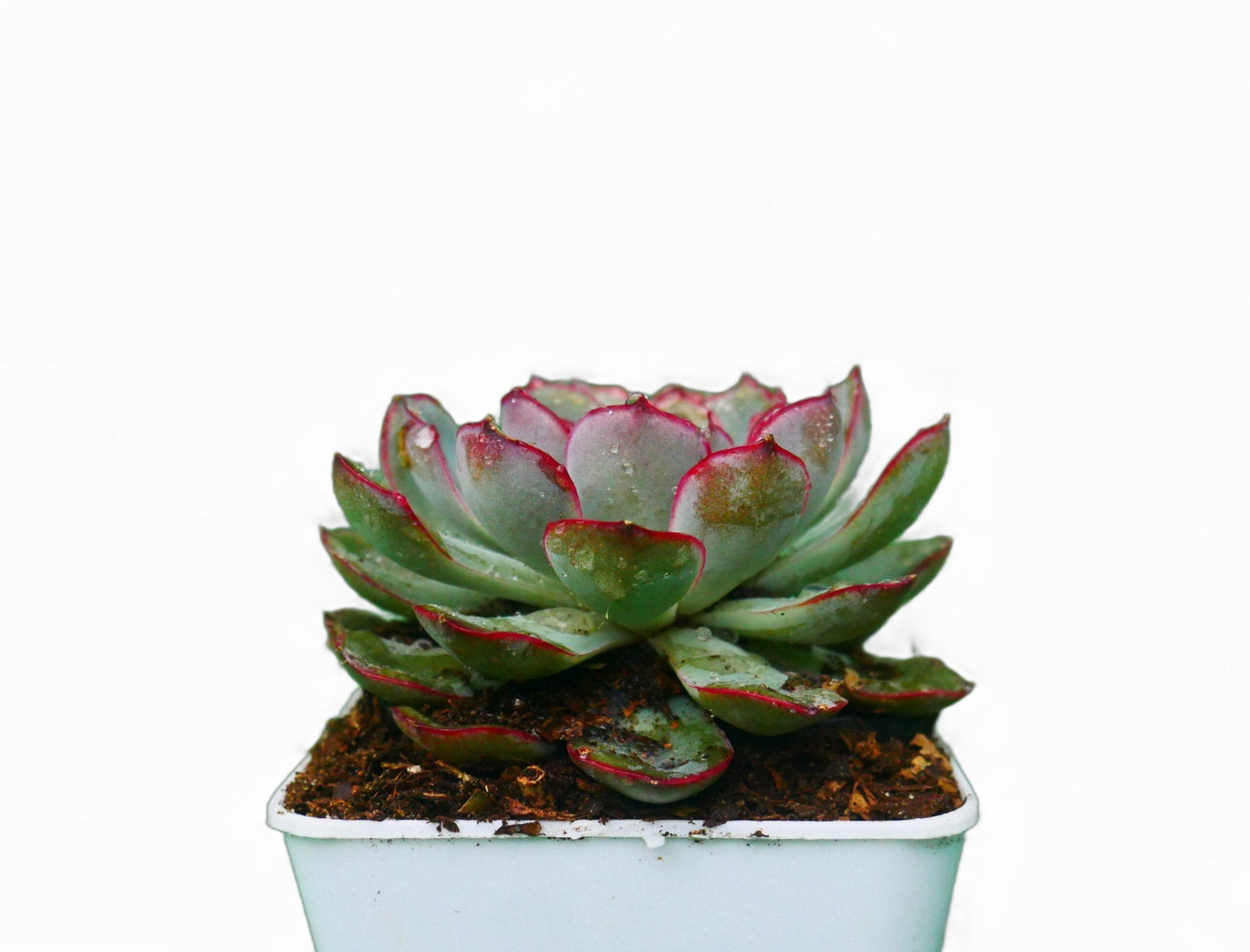 Echeveria Pulidonis Hybrid: A Graceful Beauty for Your Space