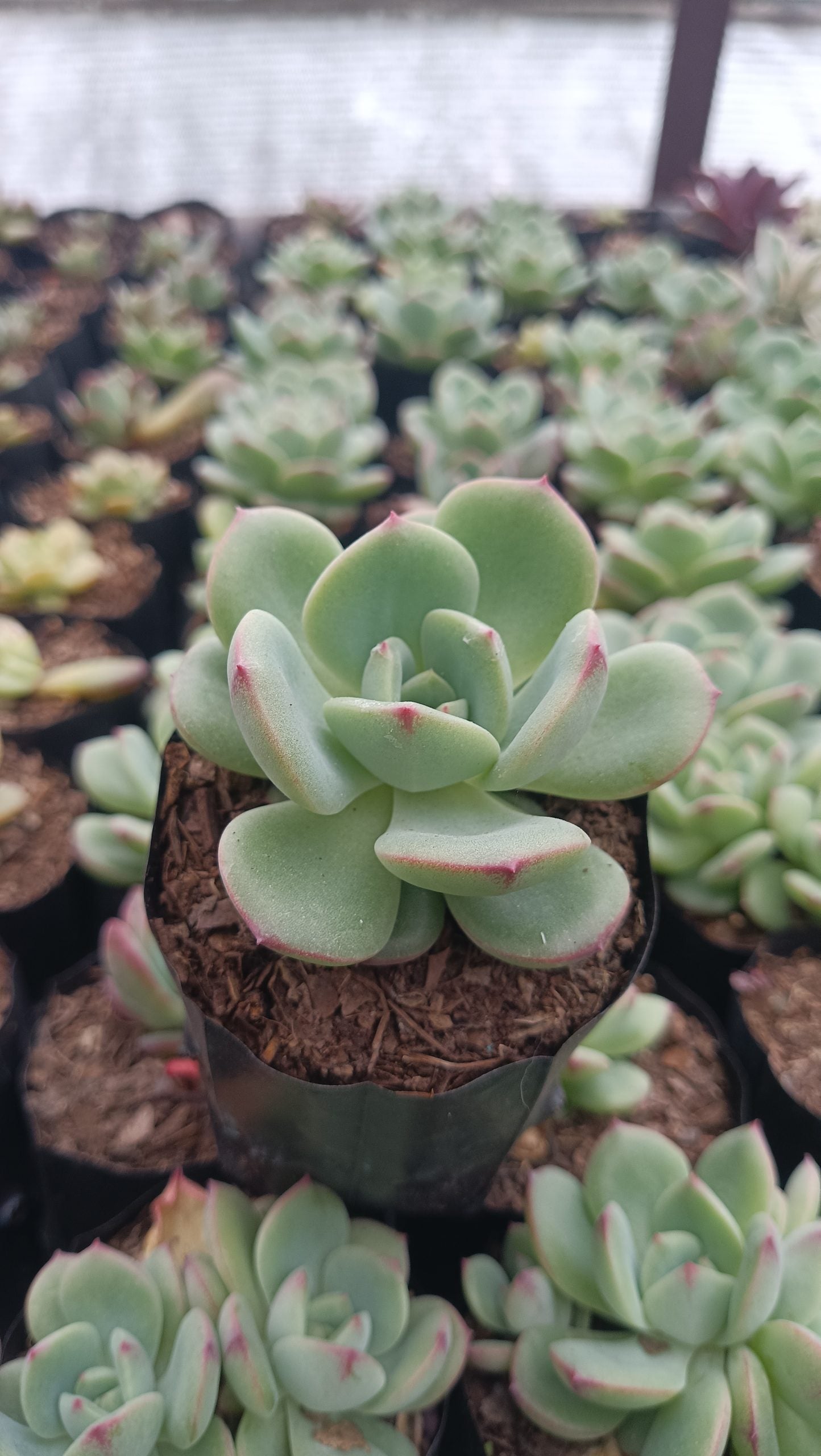 Echeveria Sensation Succulent: Beauty in Blue-Green - Buy Now at Frek.in!