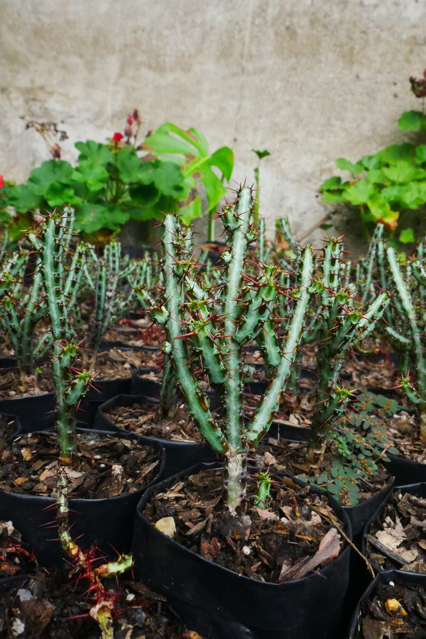 Euphorbia Aeruginosa Schweik The Celestial Succulent - Exclusive at Frek!