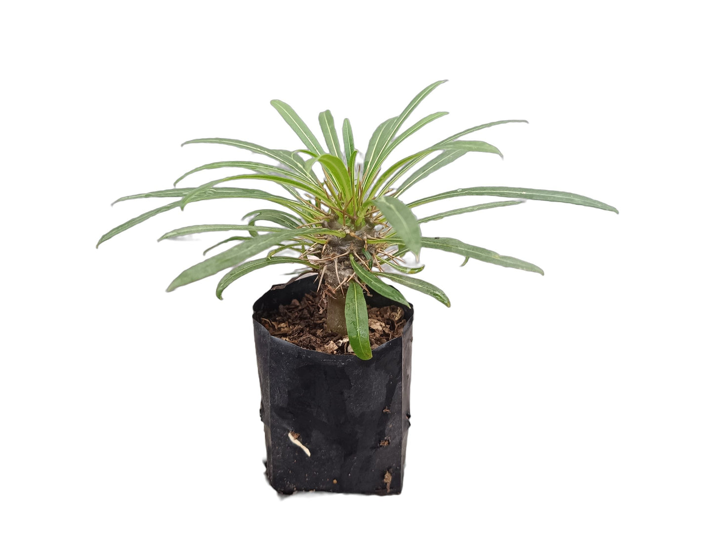Exotic Pachypodium Lamerei (Madagascar Palm) - Perfect for Homes, Offices & Gardens!
