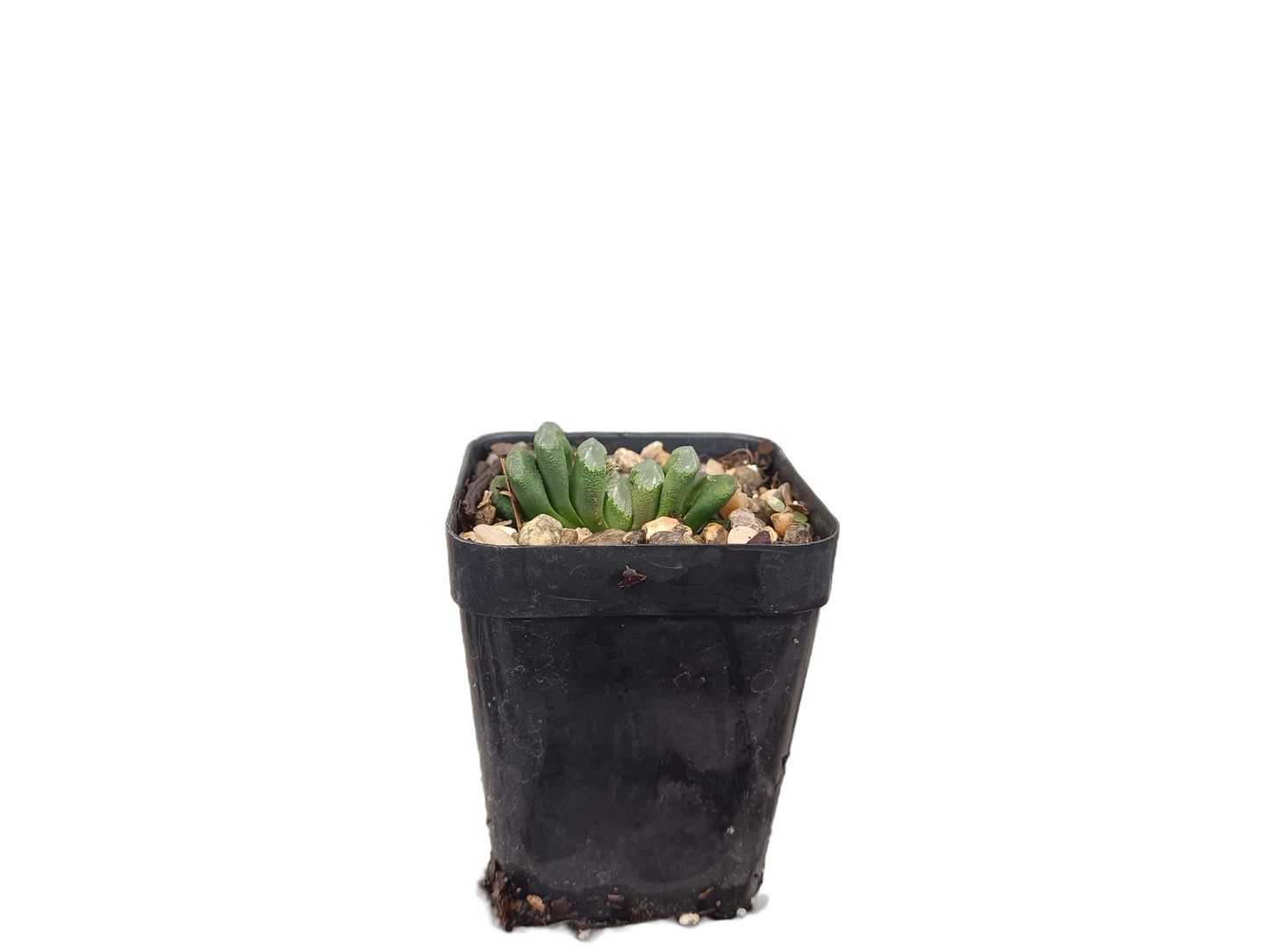 Exquisite Haworthia Truncata Schönland: Ideal for Homes, Offices & Gardens