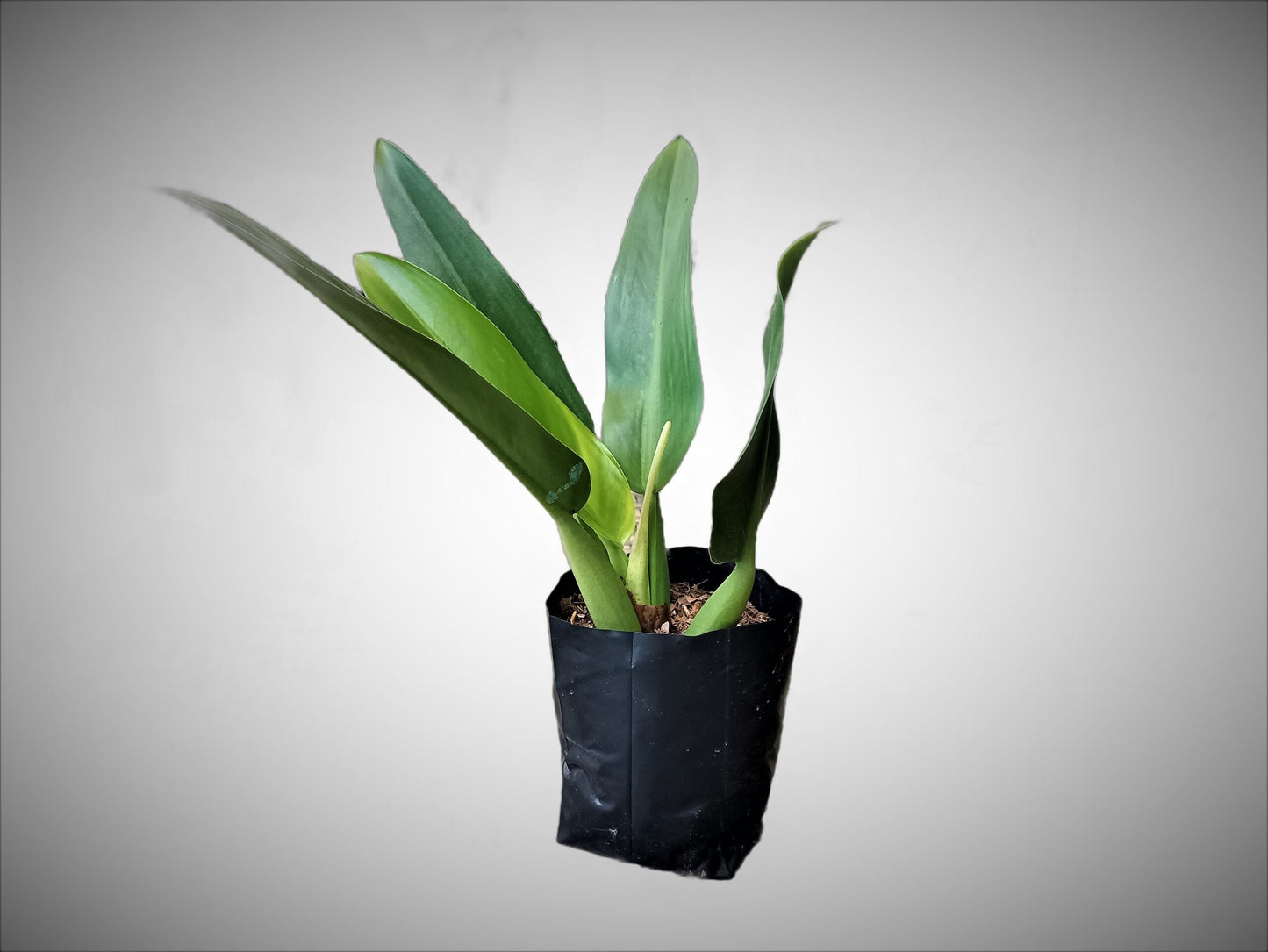 Fatboy Philodendron Plant: Lush and Low-Maintenance Indoor Beauty