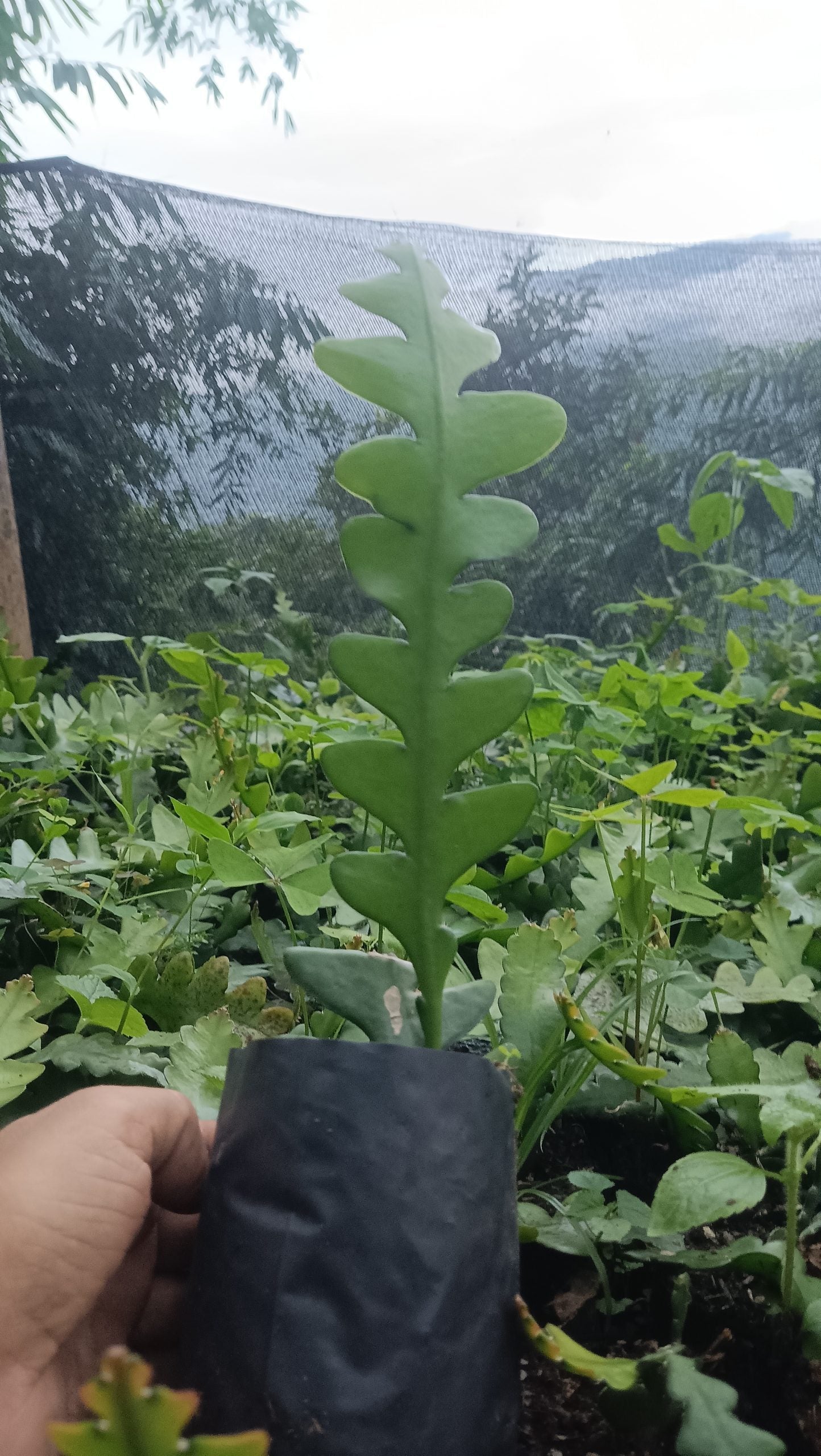 Fishbone Cactus (Disocactus anguliger or Epiphyllum anguliger) – Unique and Versatile Houseplant