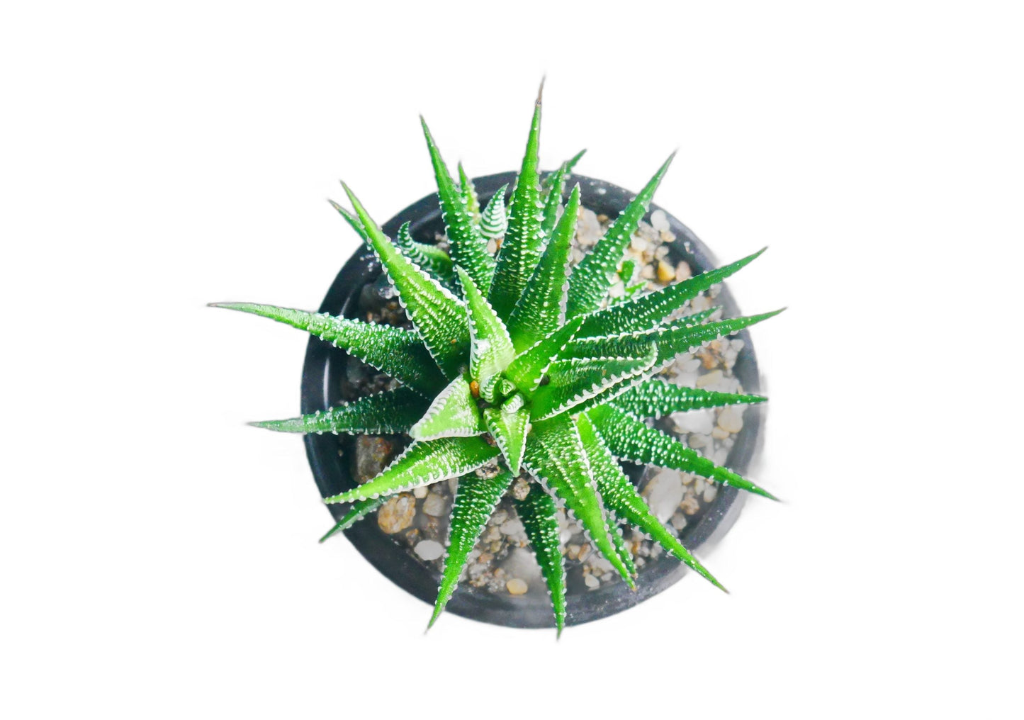 Frek- Haworthia Zebra