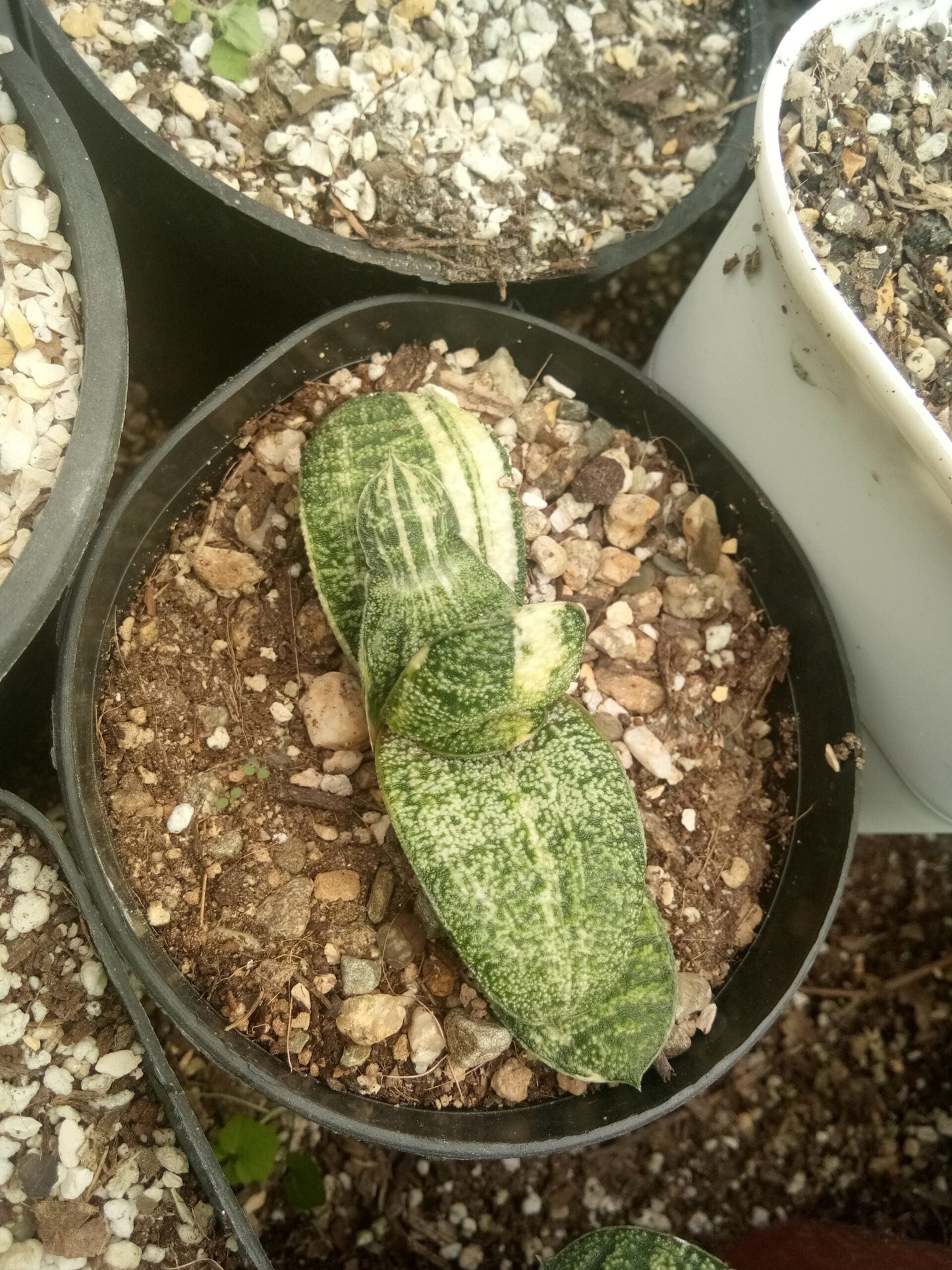 Gasteria Batesiana Variegated – Shop at Frek Now!