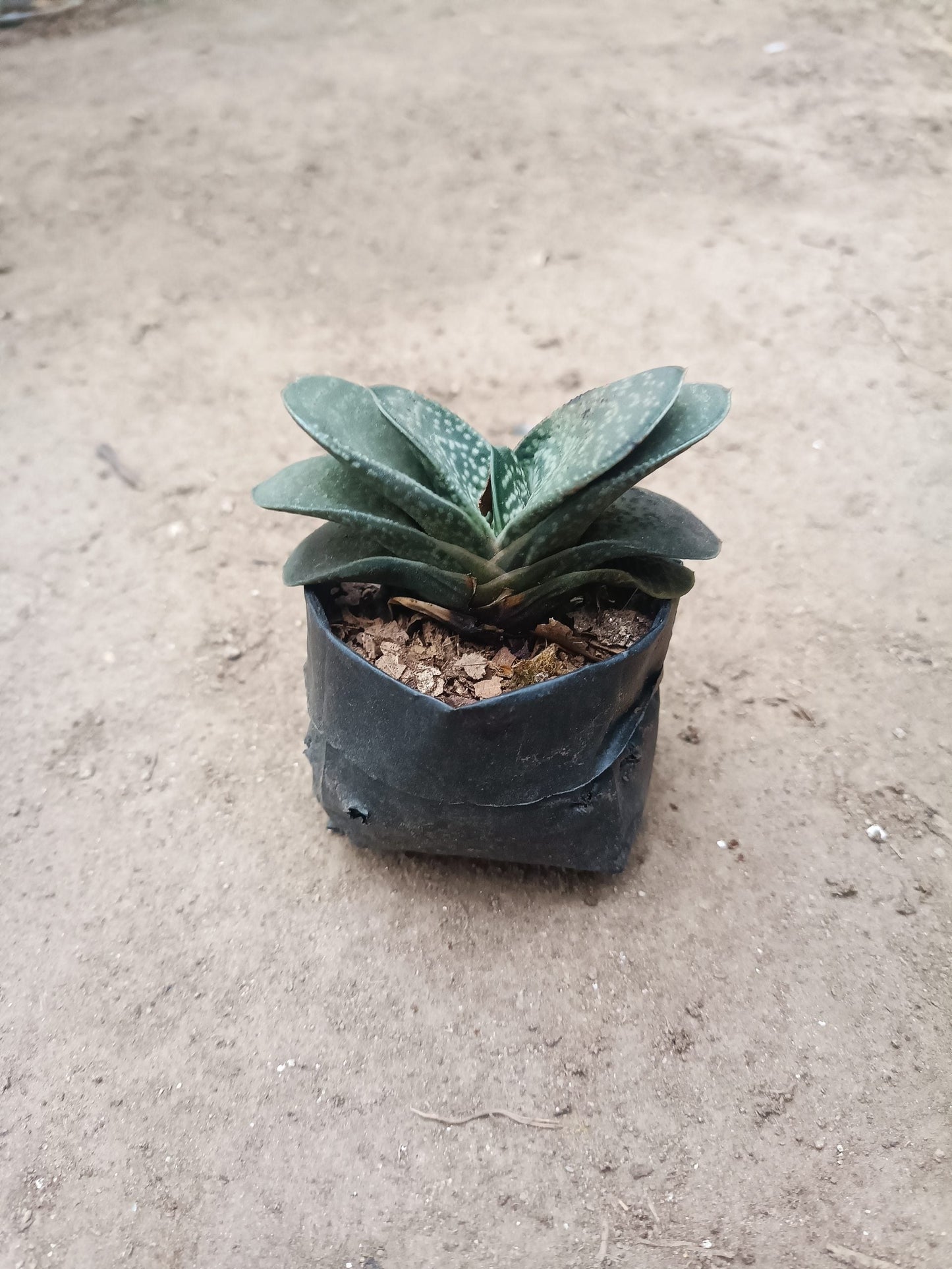 Gasteria Liliputana Succulent - Compact Beauty for Any Setting