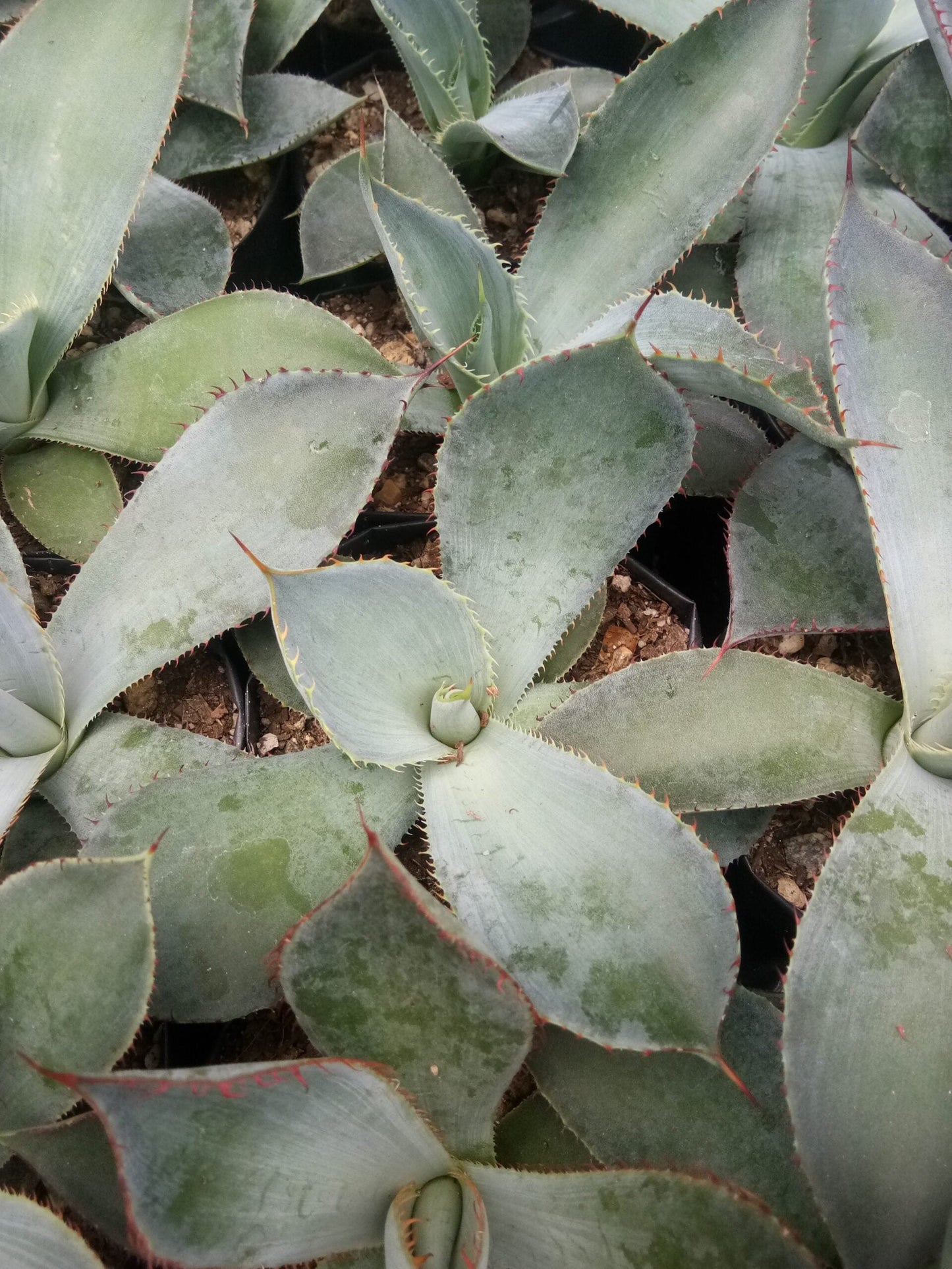 Guadalajarana Agave Magic: Order Now via Frek's Online Shop!