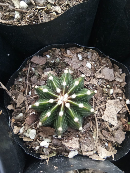 Gymnocalycium LB Mihanovichii Cactus Live Plant (51–63mm Diameter) — Well Rooted & Mature