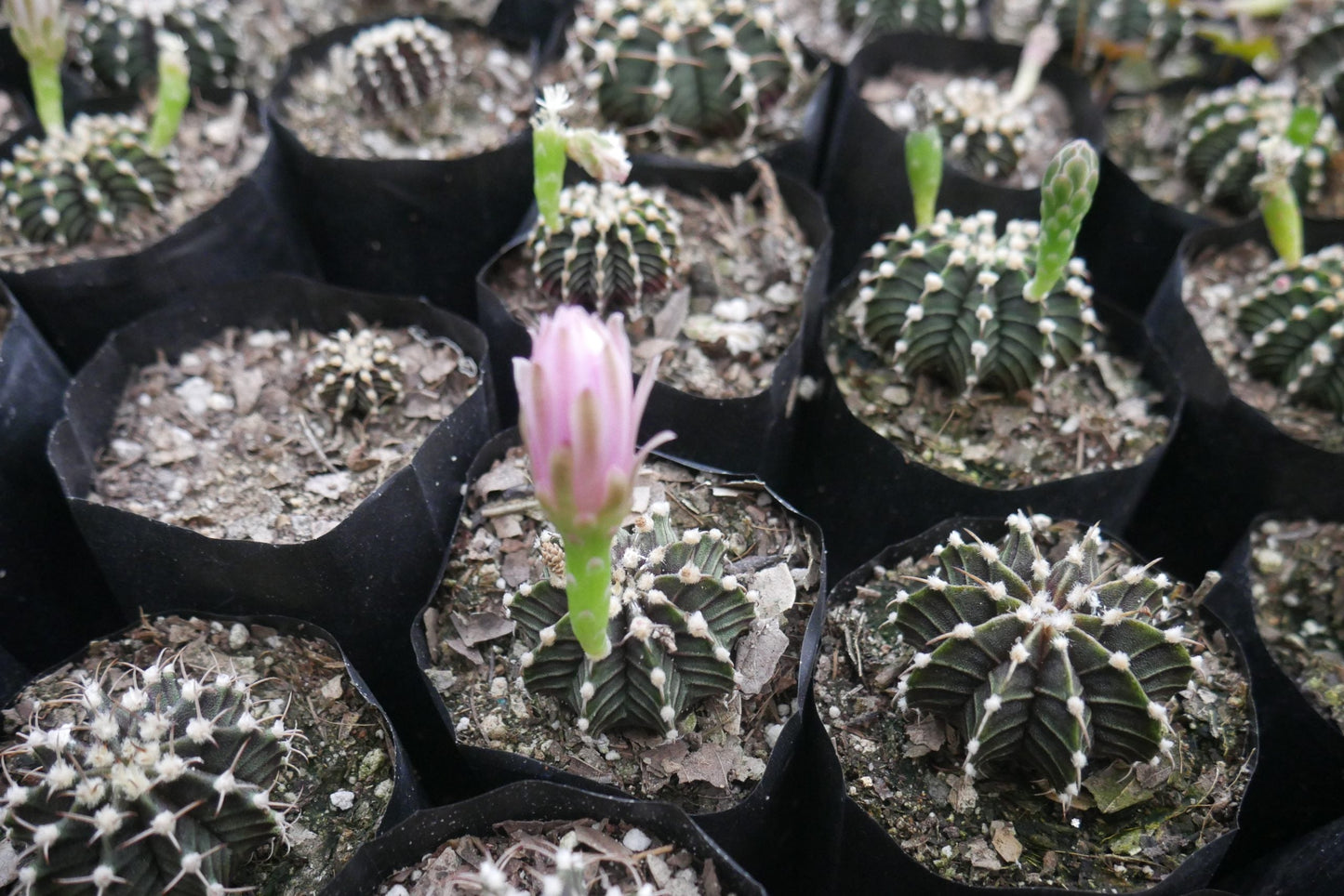 Gymnocalycium LB Mihanovichii Cactus Live Plant (51–63mm Diameter) — Well Rooted & Mature