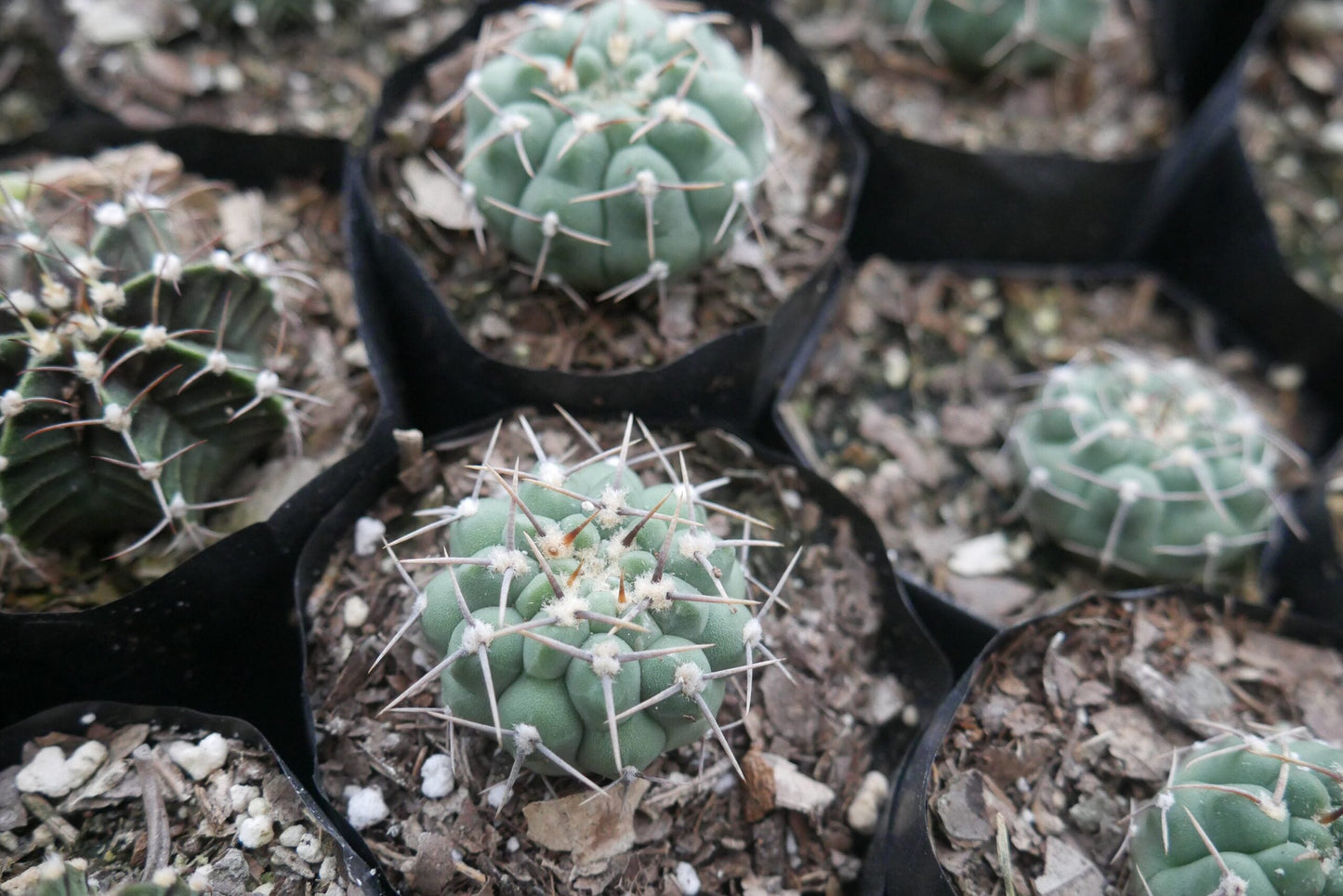 Gymnocalycium Quehlianum Hybrid Cactus - Awaits You at Frek