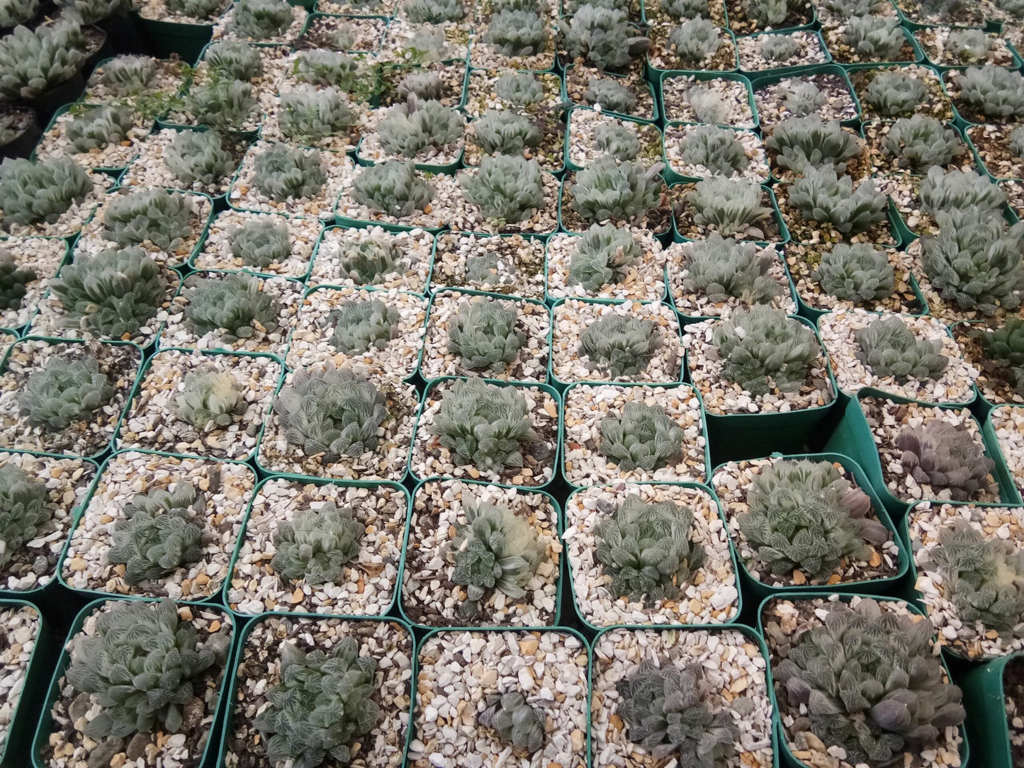 "Haworthia Cooperi Variegated Pilifera: Stunning Succulent for Home and Garden"