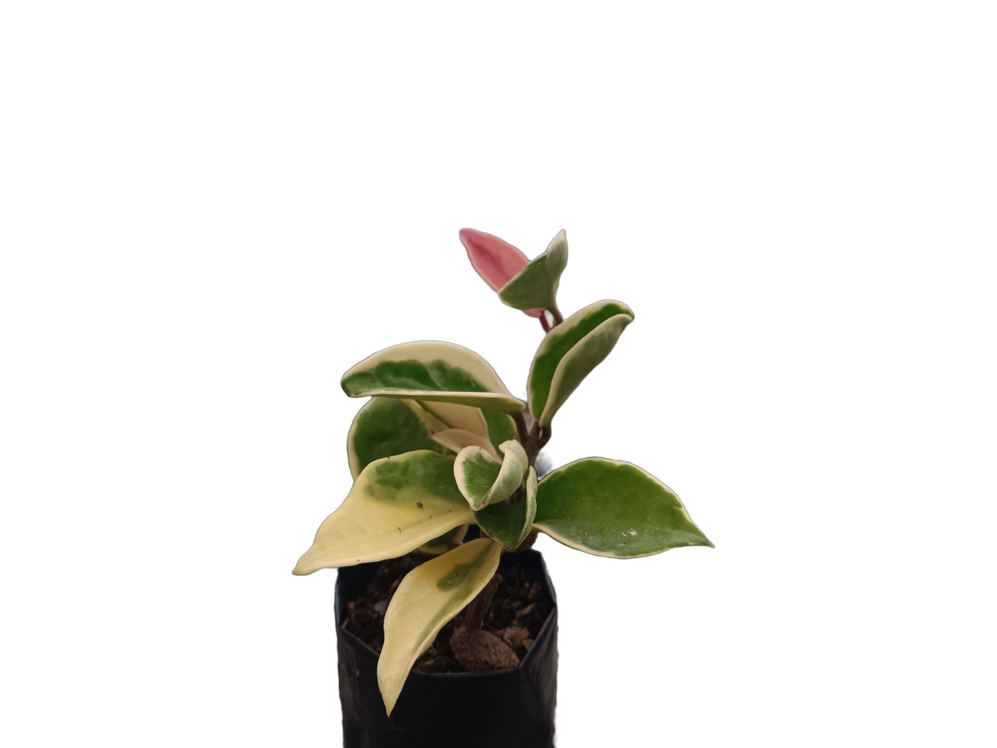 Hoya Krimson Queen 'Karnosa' Variegated: Enchanting Beauty for Any Space