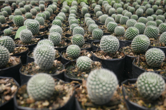 Rebutia Krainziana (Crown Cactus) – Colorful Blooming Cactus for Home, Office & Garden