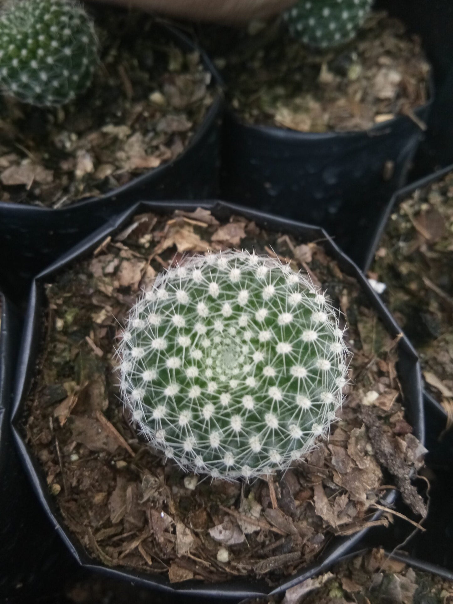 Rebutia Krainziana (Crown Cactus) – Colorful Blooming Cactus for Home, Office & Garden